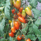 Laura MD DER TOMATENFLÜSTERER