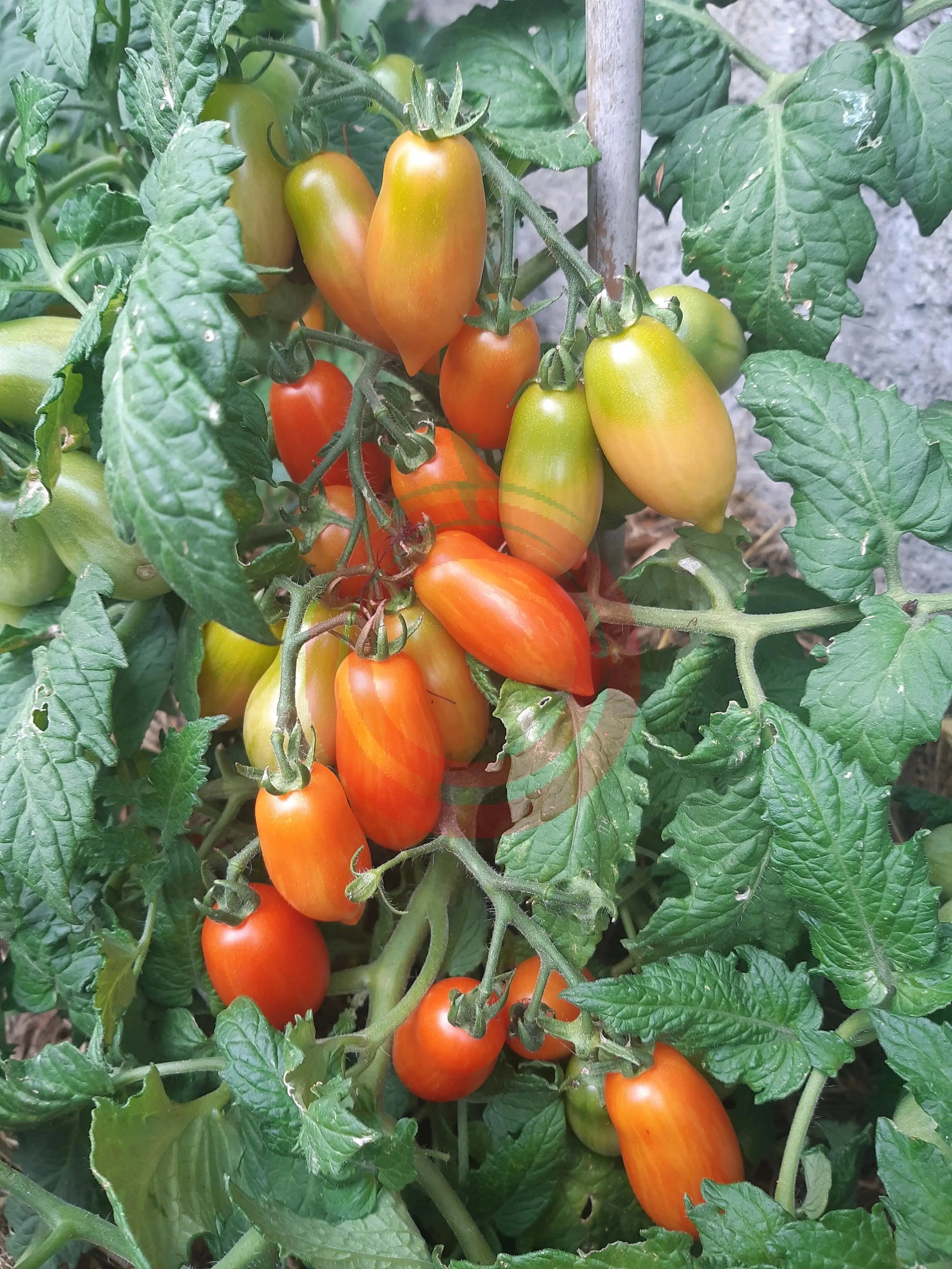 Laura MD DER TOMATENFLÜSTERER