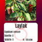 Laylak DER TOMATENFLÜSTERER