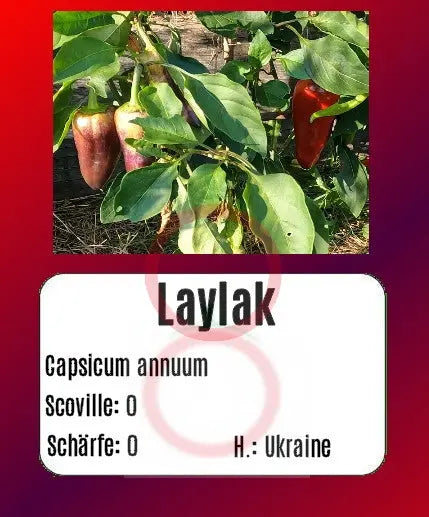Laylak DER TOMATENFLÜSTERER