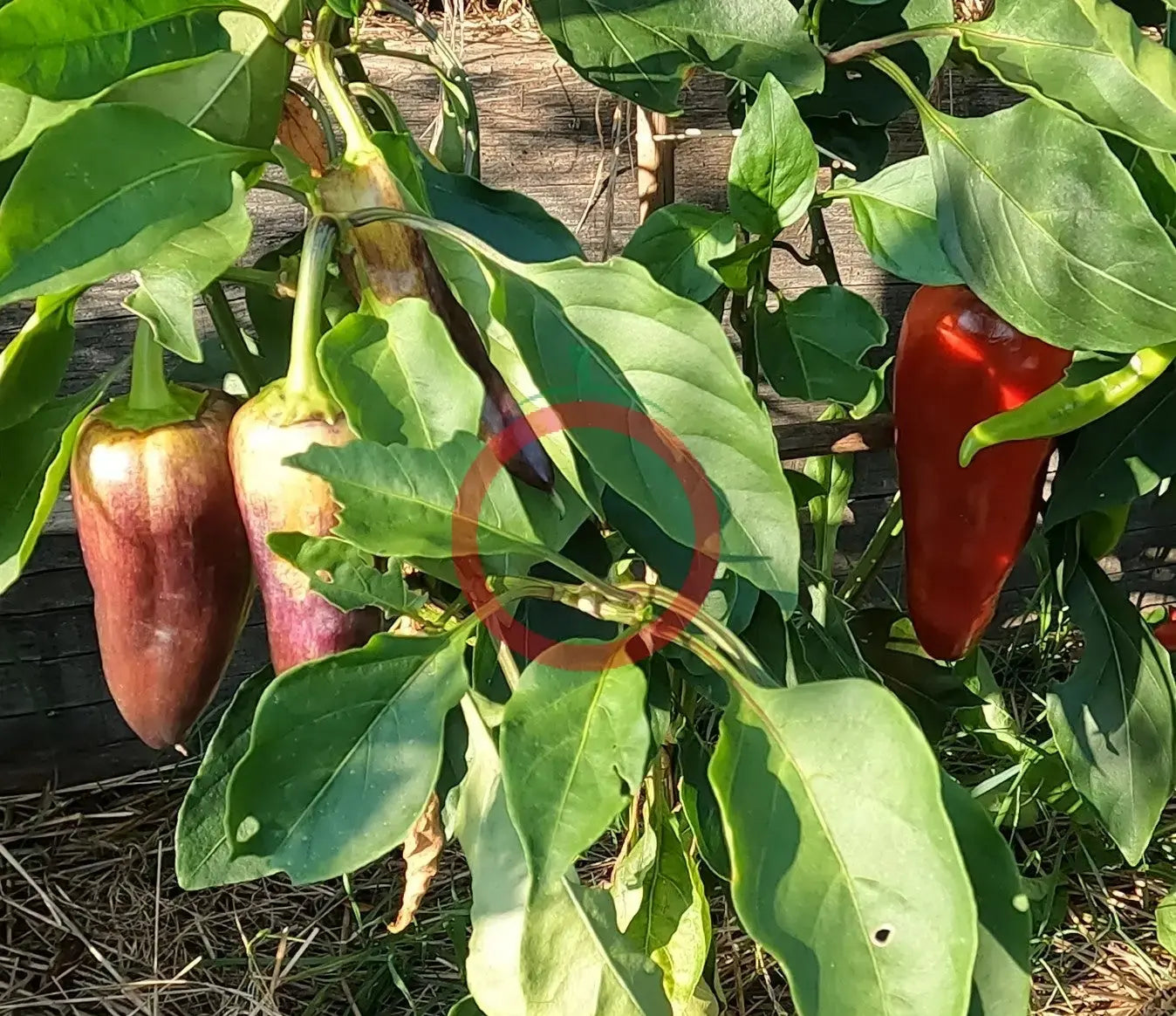 Laylak DER TOMATENFLÜSTERER