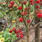 Lea von Annemarie DER TOMATENFLÜSTERER