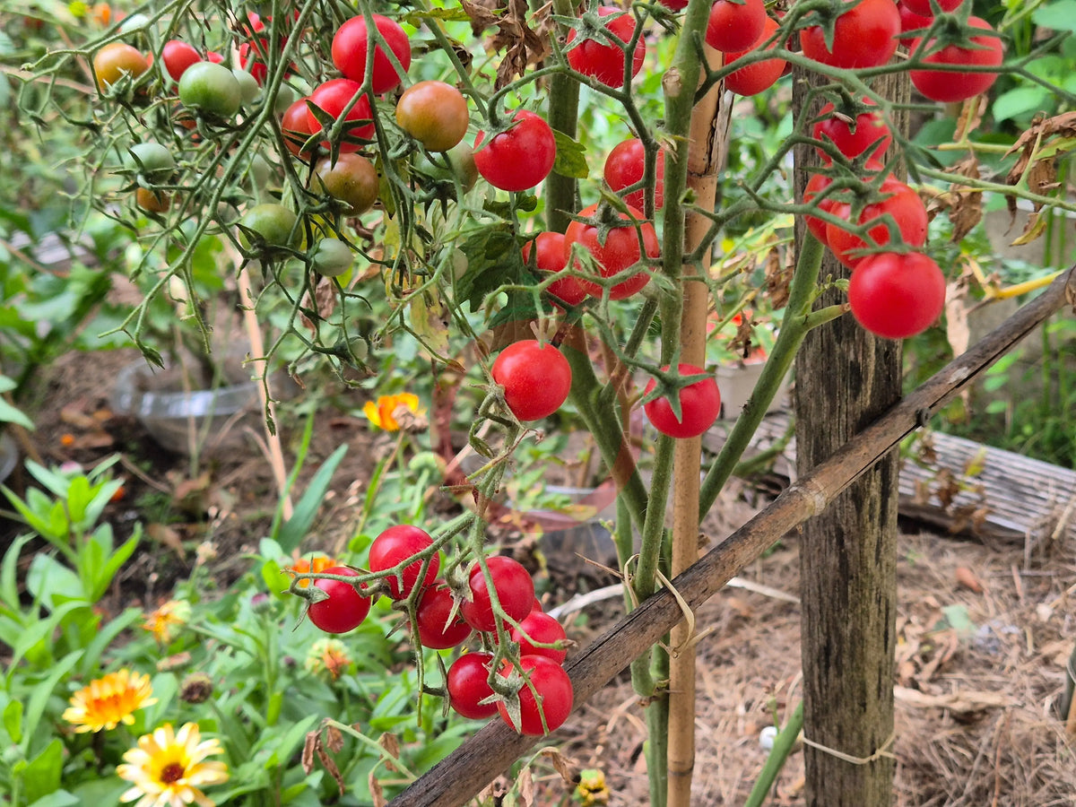 Lea von Annemarie DER TOMATENFLÜSTERER