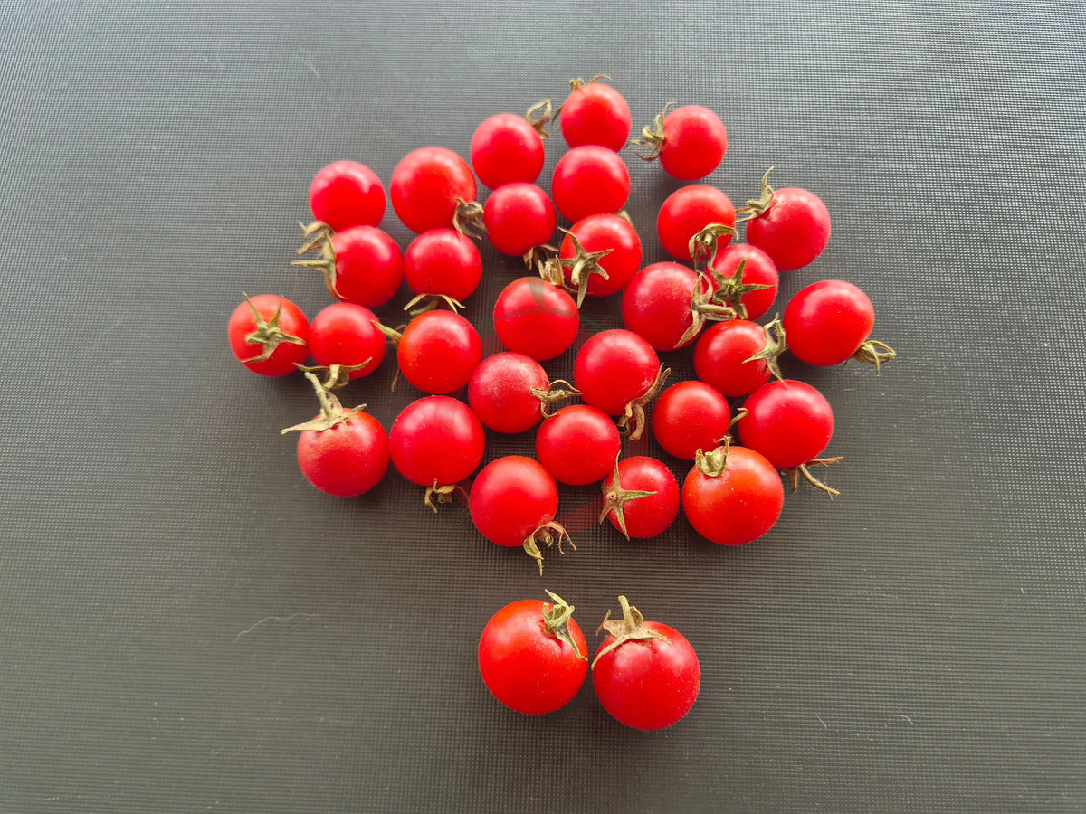 Lea von Annemarie DER TOMATENFLÜSTERER