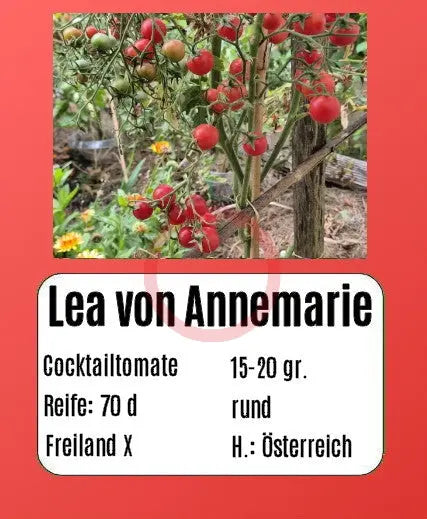 Lea von Annemarie DER TOMATENFLÜSTERER