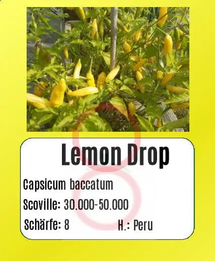 Lemon Drop DER TOMATENFLÜSTERER