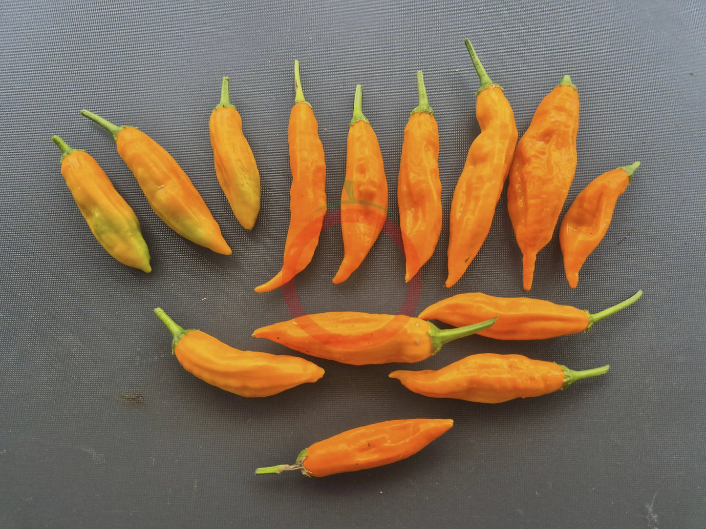 Lemon Drop Orange DER TOMATENFLÜSTERER