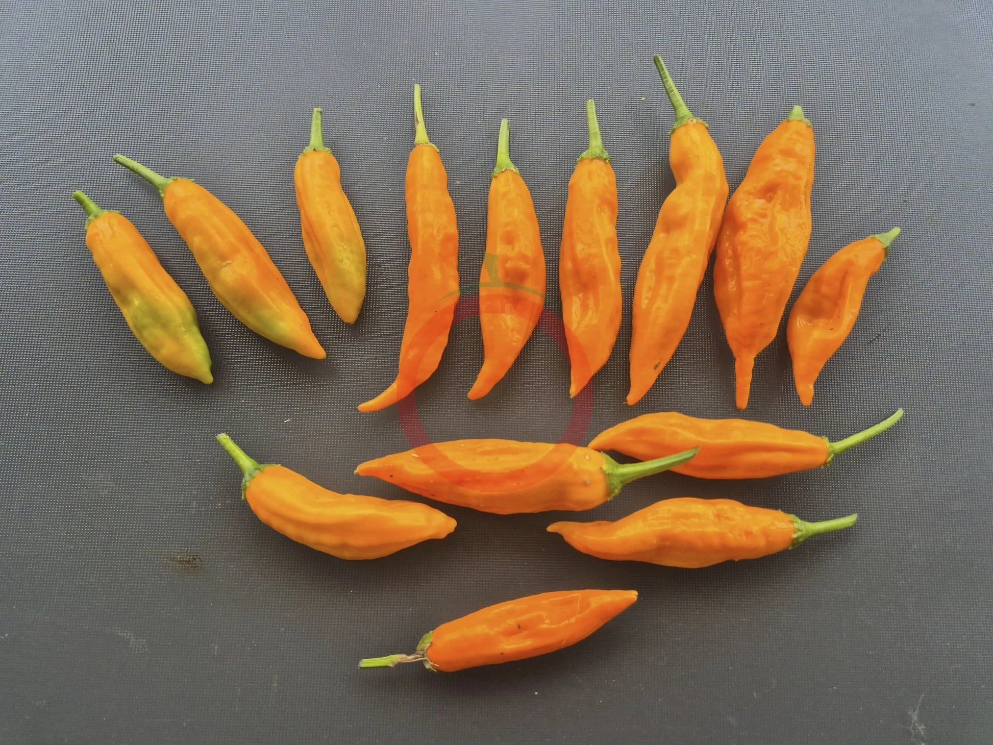 Lemon Drop Orange DER TOMATENFLÜSTERER