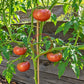 Leon Noire DER TOMATENFLÜSTERER