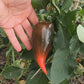 Lesya DER TOMATENFLÜSTERER