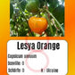 Lesya Orange DER TOMATENFLÜSTERER