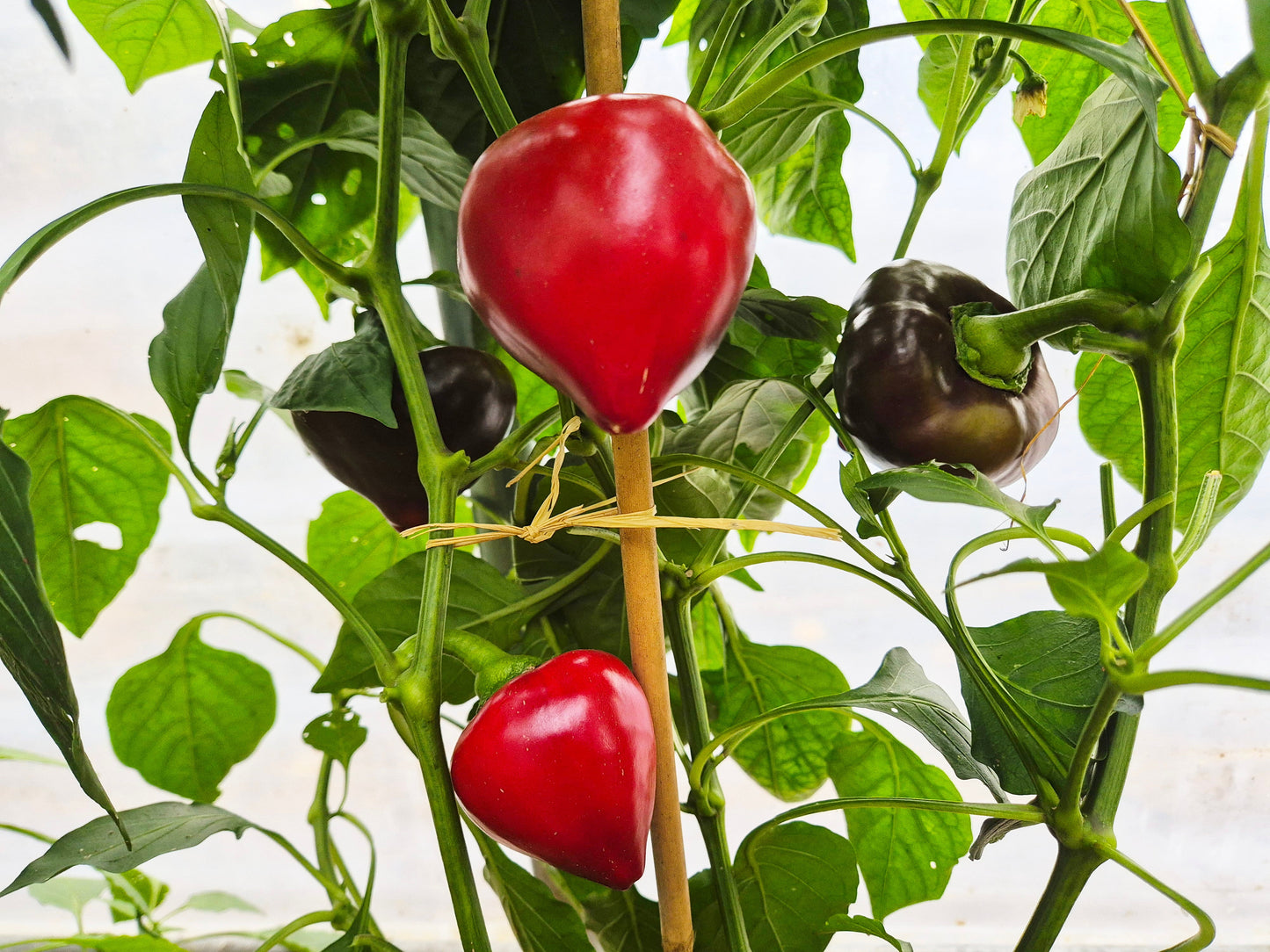 Lesya violett DER TOMATENFLÜSTERER