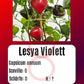 Lesya violett DER TOMATENFLÜSTERER