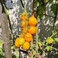 Letnee Solntse DER TOMATENFLÜSTERER