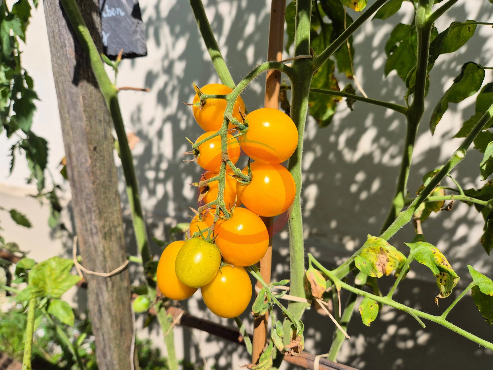 Letnee Solntse DER TOMATENFLÜSTERER