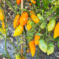 Letneye Iskusheniye DER TOMATENFLÜSTERER