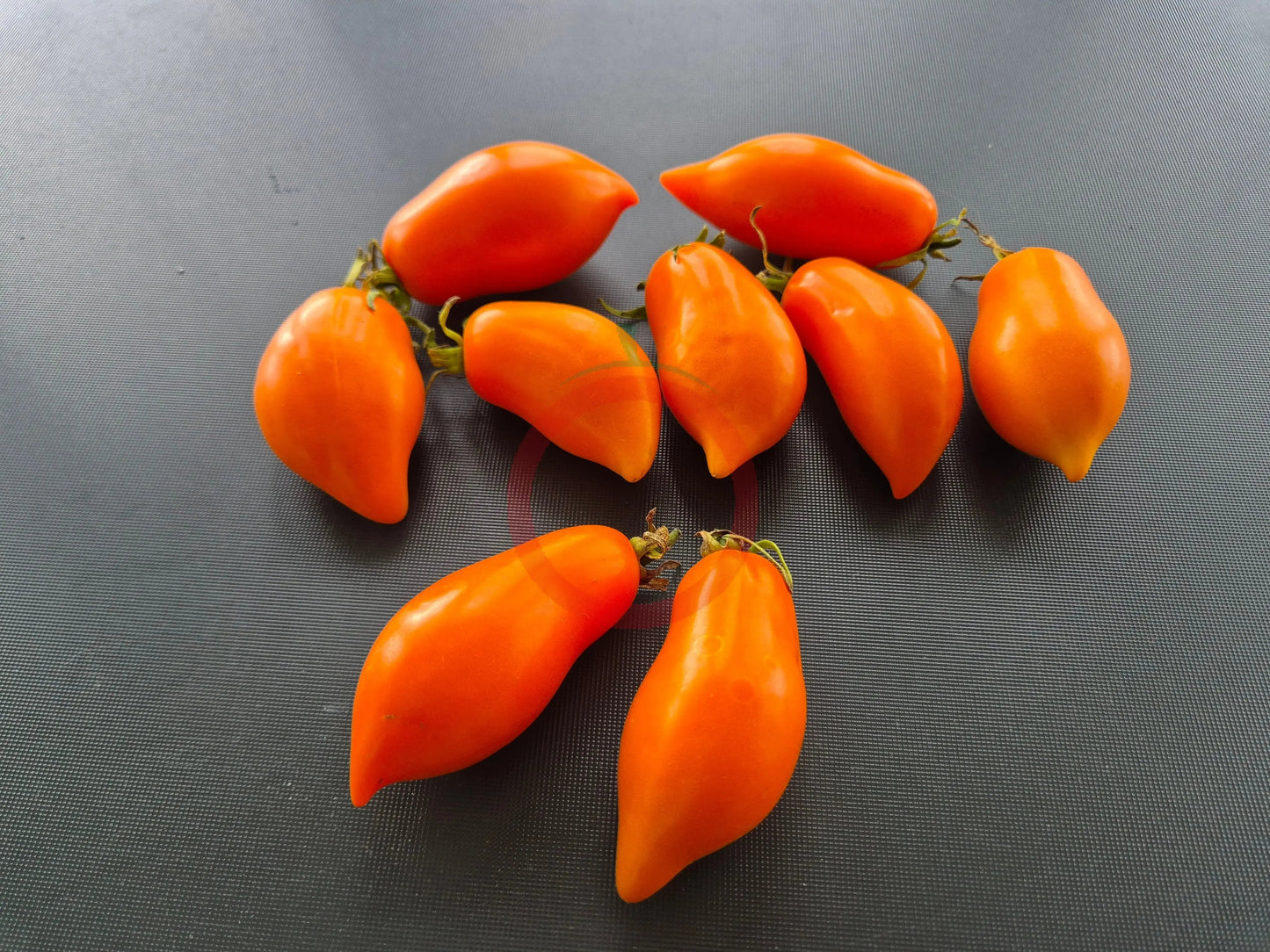 Letneye Iskusheniye DER TOMATENFLÜSTERER