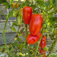 Libby´s Pride DER TOMATENFLÜSTERER