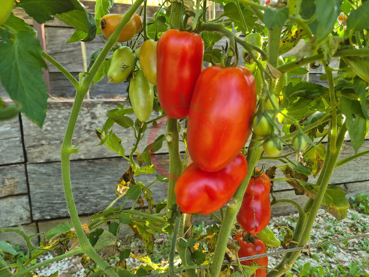 Libby´s Pride DER TOMATENFLÜSTERER