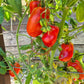 Libby´s Pride DER TOMATENFLÜSTERER