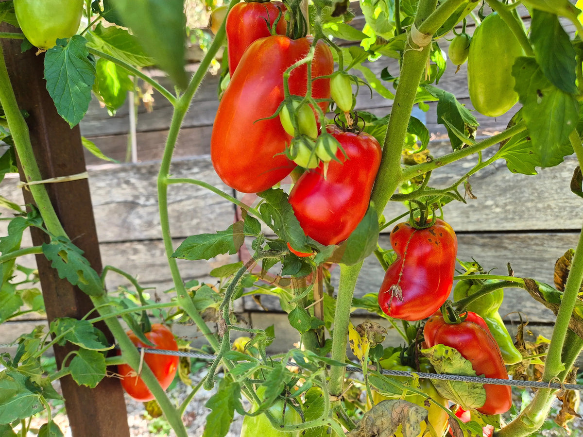 Libby´s Pride DER TOMATENFLÜSTERER