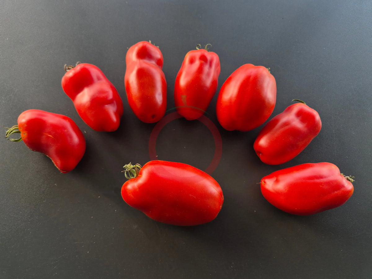 Libby´s Pride DER TOMATENFLÜSTERER