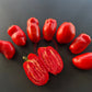 Libby´s Pride DER TOMATENFLÜSTERER