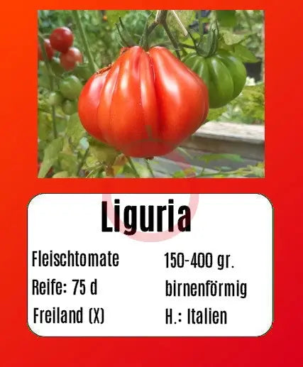 Liguria DER TOMATENFLÜSTERER