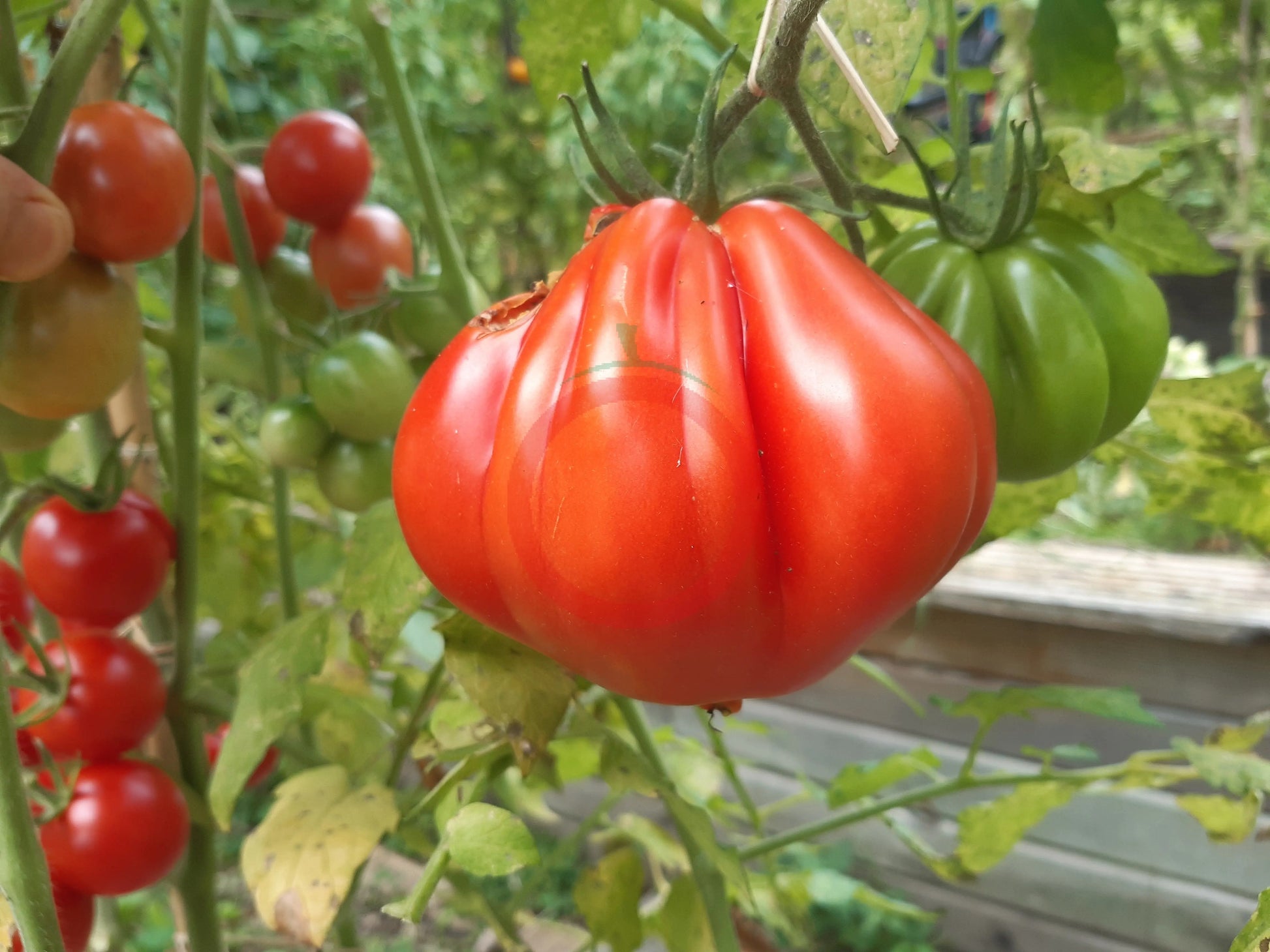 Liguria DER TOMATENFLÜSTERER