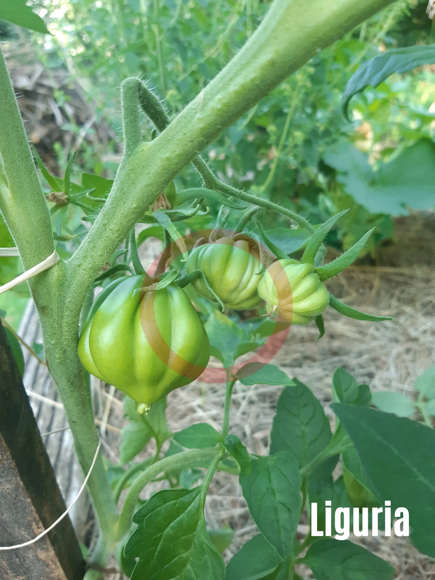 Liguria DER TOMATENFLÜSTERER