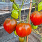 Linnaeus Heart DER TOMATENFLÜSTERER