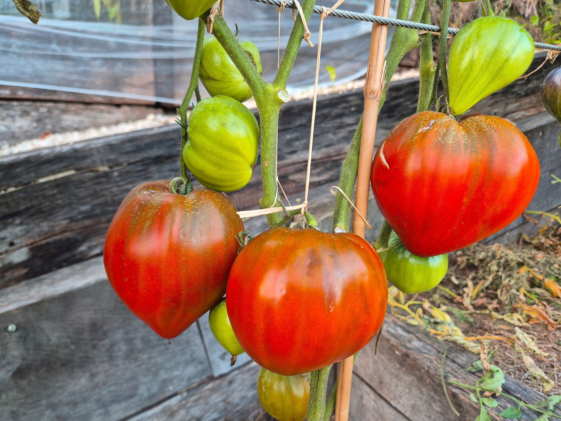 Linnaeus Heart DER TOMATENFLÜSTERER