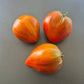 Linnaeus Heart DER TOMATENFLÜSTERER