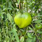 Linnaeus Heart DER TOMATENFLÜSTERER