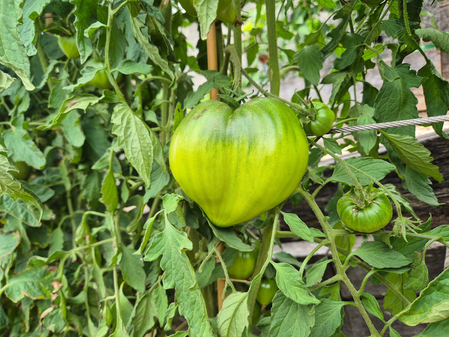 Linnaeus Heart DER TOMATENFLÜSTERER