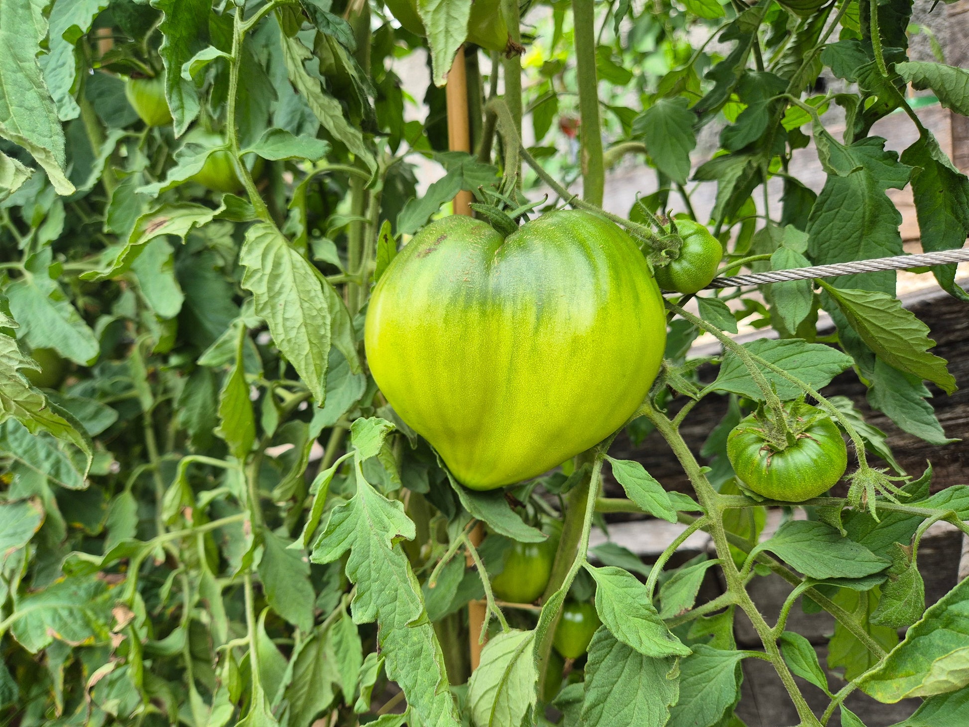 Linnaeus Heart DER TOMATENFLÜSTERER