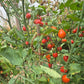Little Billy Keyes DER TOMATENFLÜSTERER