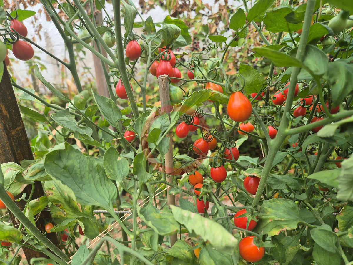 Little Billy Keyes DER TOMATENFLÜSTERER