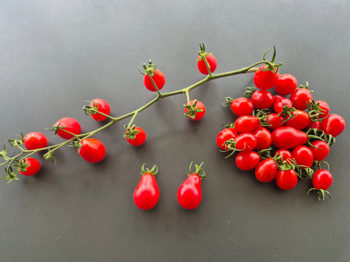 Little Billy Keyes DER TOMATENFLÜSTERER