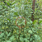 Little Billy Keyes DER TOMATENFLÜSTERER