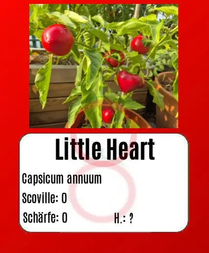 Little Heart DER TOMATENFLÜSTERER