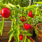 Little Heart DER TOMATENFLÜSTERER