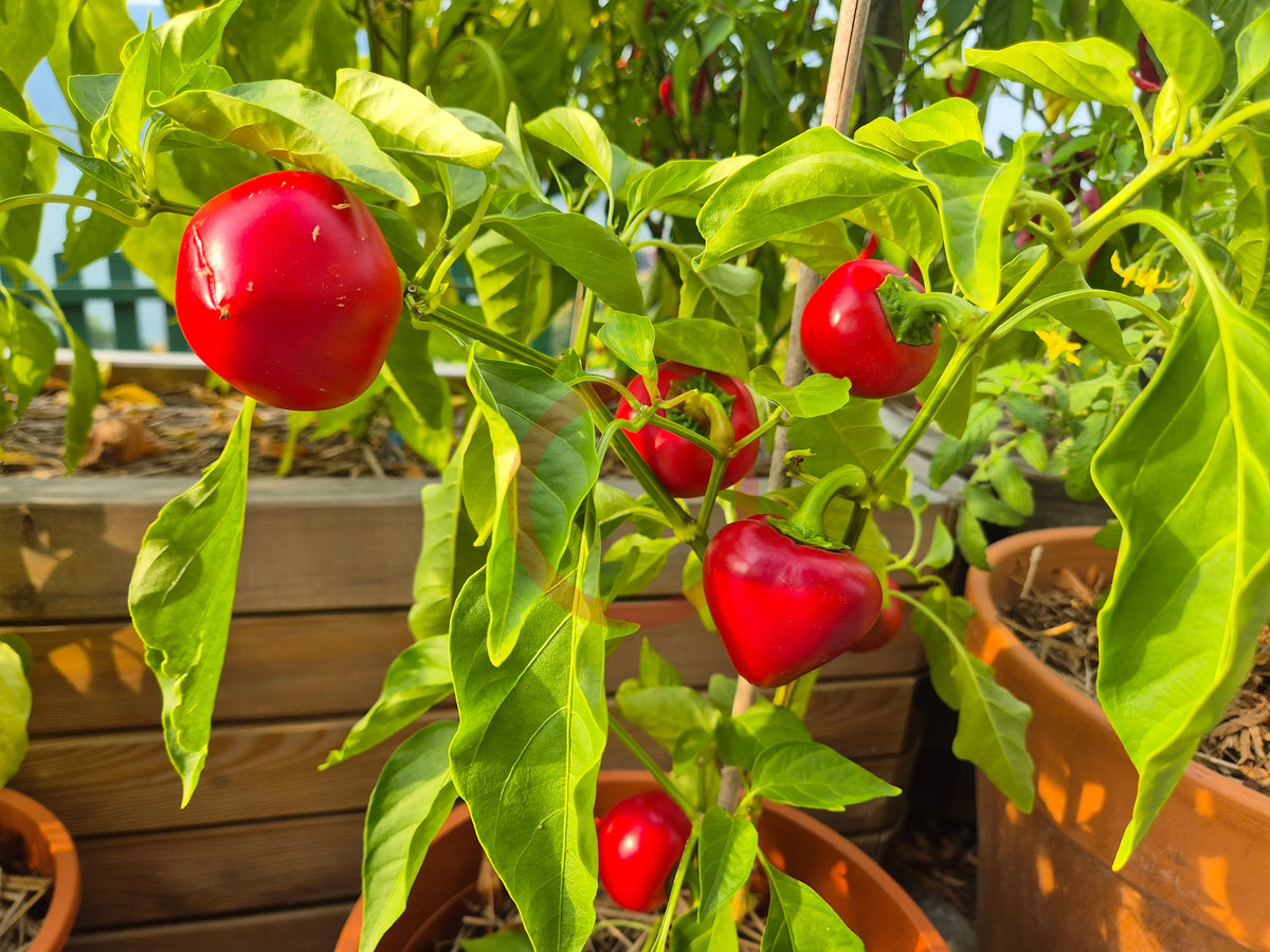 Little Heart DER TOMATENFLÜSTERER