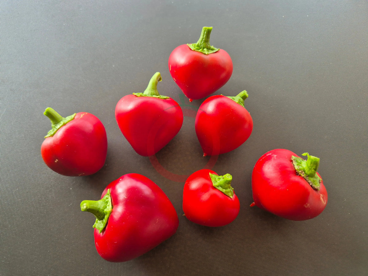 Little Heart DER TOMATENFLÜSTERER