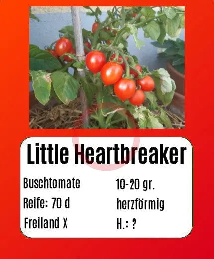 Little Heartbreaker DER TOMATENFLÜSTERER