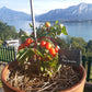 Little Heartbreaker DER TOMATENFLÜSTERER