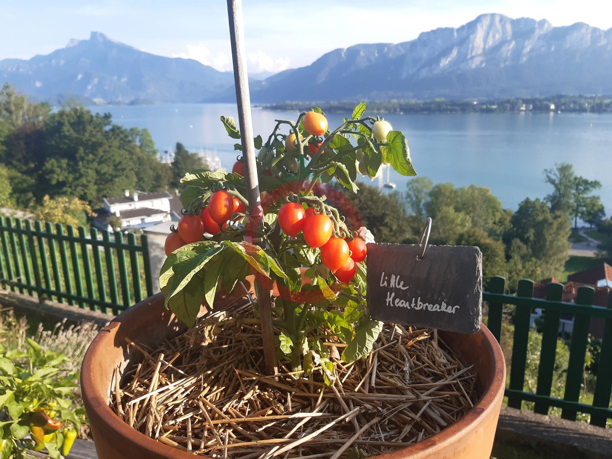 Little Heartbreaker DER TOMATENFLÜSTERER