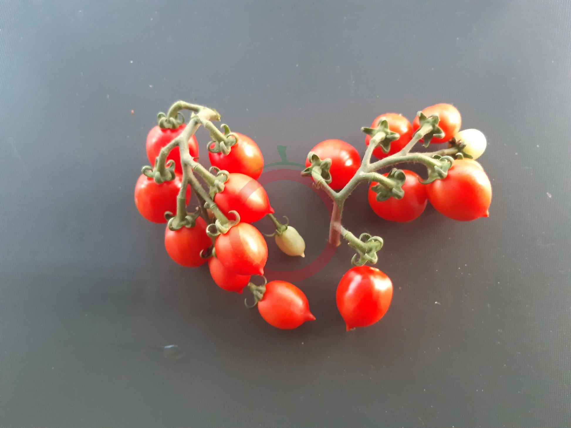 Little Heartbreaker DER TOMATENFLÜSTERER