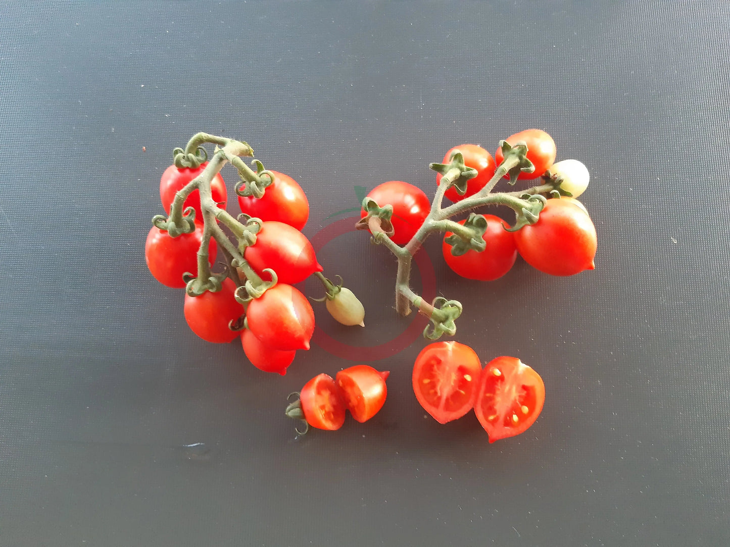 Little Heartbreaker DER TOMATENFLÜSTERER
