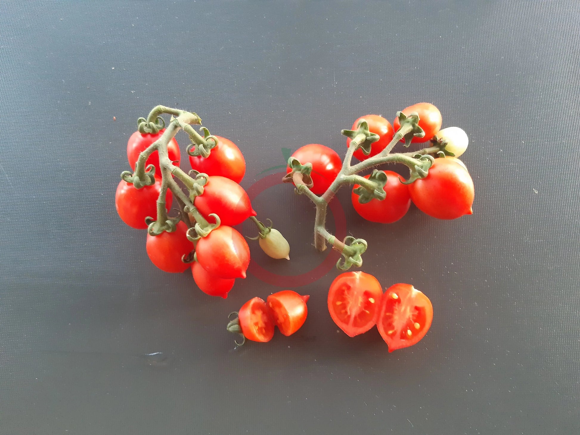 Little Heartbreaker DER TOMATENFLÜSTERER